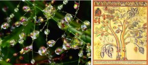 homeopatia-y-ecosistemas-cartell-pdf