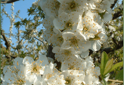 Curs d’homeopatia per a plantes i sols